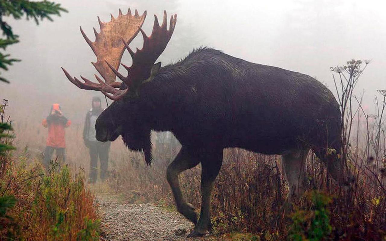 Le Ti Moose Villa La Malbaie Eksteriør bilde