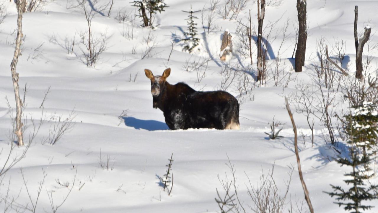 Le Ti Moose Villa La Malbaie Eksteriør bilde