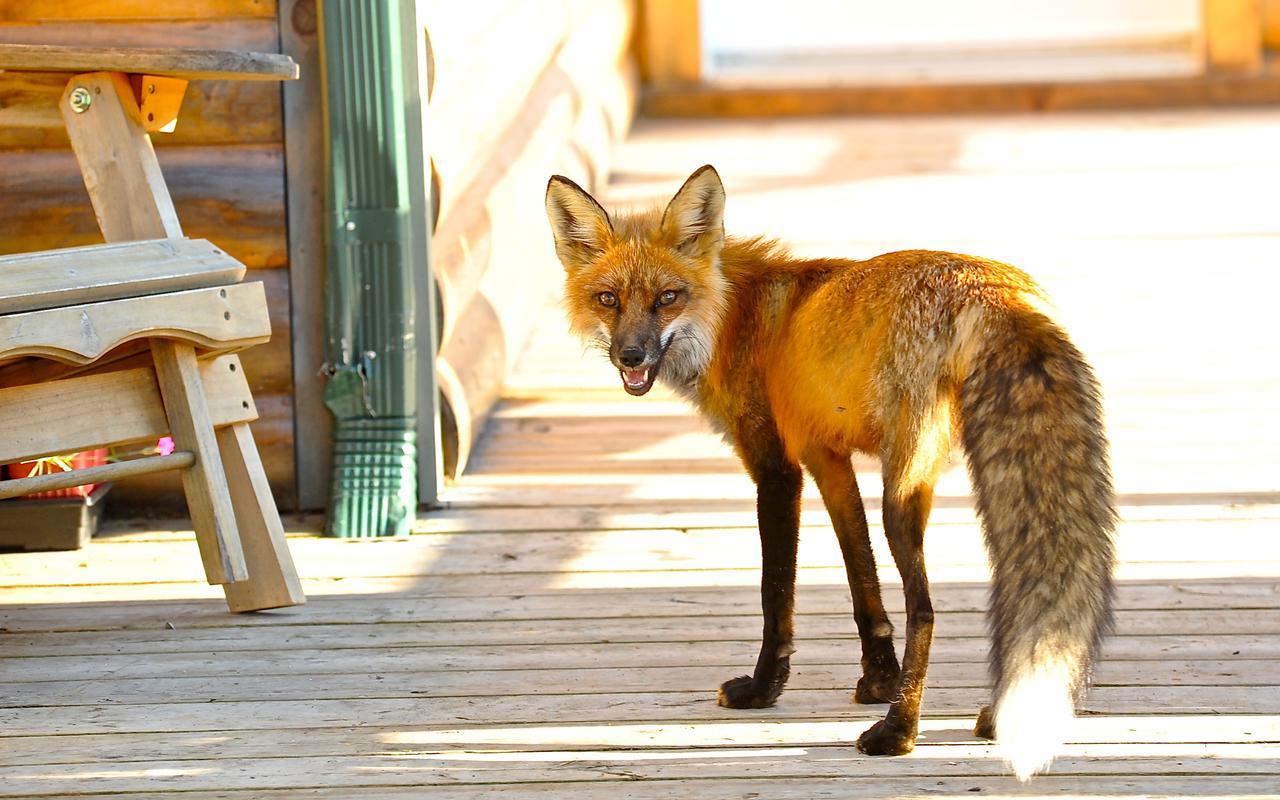 Le Ti Moose Villa La Malbaie Eksteriør bilde